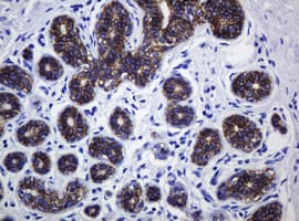 Monoclonal Mouse anti-Human CDH1 / E Cadherin Antibody (clone OTI2F9, IHC, WB)