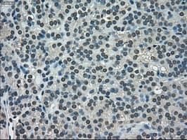 NEK6 Antibody (clone OTI2H7)
