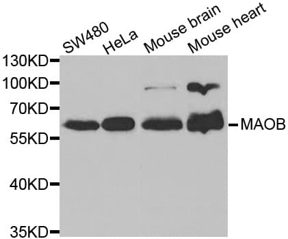 IHC-plus™ MAOB / Monoamine Oxidase B Antibody