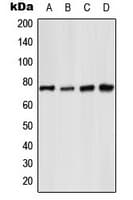 Polyclonal Rabbit anti-Human RELA / NFKB p65 Antibody (phospho-Ser529, IHC, WB)