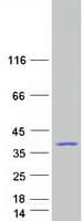Human DNAJC8 Protein (Recombinant Myc-DDK (Flag))