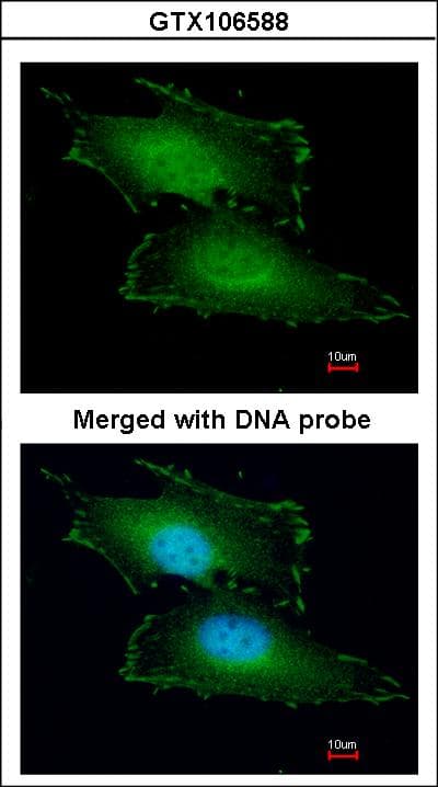 PEF1 Antibody (aa77-284)