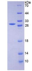 Mouse CD33 Protein (Recombinant His-T7)