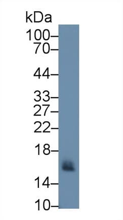 CD59 Antibody (aa21-107, APC)