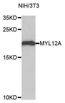 IHC-plus™ MYL12A / MRCL3 Antibody