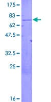 Human ARMCX1 Protein (Recombinant GST)