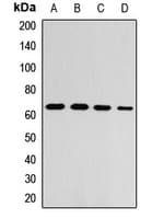 Polyclonal Rabbit anti-Human ZNF169 Antibody (IHC, WB)