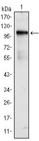 Monoclonal Mouse anti-Human ETK / BMX Antibody (clone 1C6, WB)