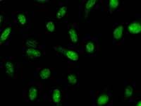 CRNKL1 Antibody (clone 2212C1a)