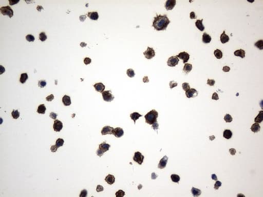 MME / CD10 Antibody (aa411-750, clone UMAB235)