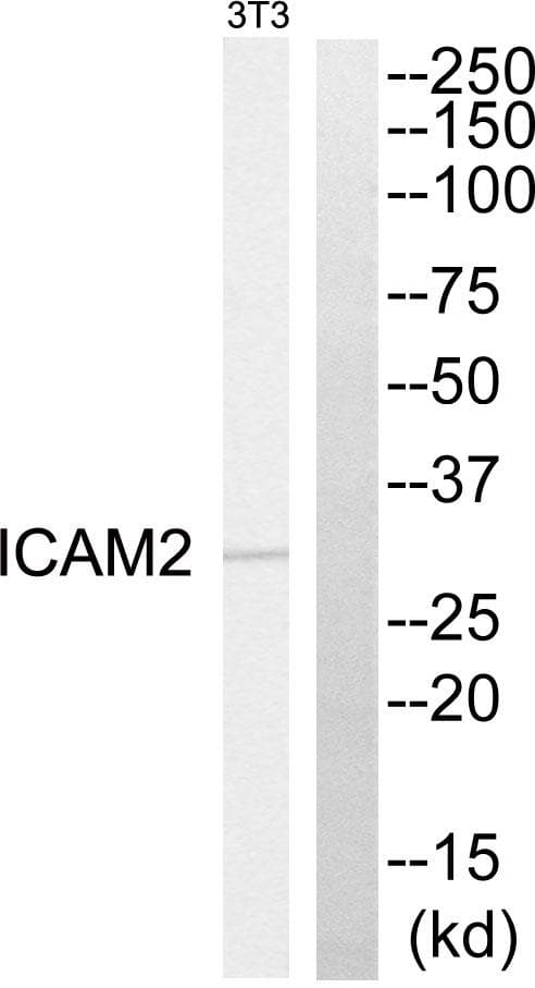 ICAM2 / CD102 Antibody