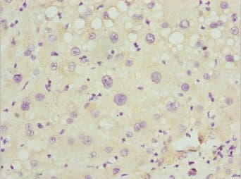 PEX14 Antibody