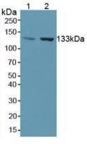NOS3 / eNOS Antibody (aa756-888)