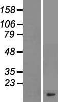 GNG11 Protein (Over-Expression Lysate Myc-DDK (Flag))