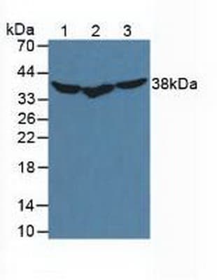 DNAJB1 / Hsp40 Antibody (aa2-340, Biotin)