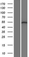 SRMS Protein (Over-Expression Lysate Myc-DDK (Flag))