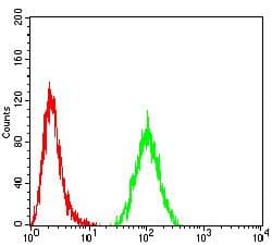 ACSS1 Antibody (clone 3A7C1)