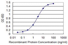 YWHAZ / 14-3-3 Zeta Antibody (clone 1B3)