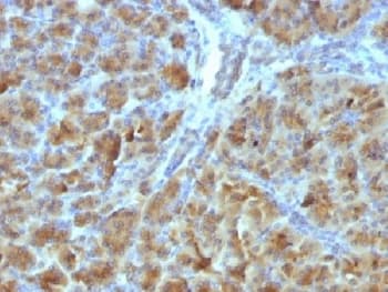 CELA3B / ELA3B Antibody (clone CELA3B/1257, Azide-free, BSA-free)