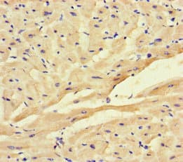 FSTL1 Antibody