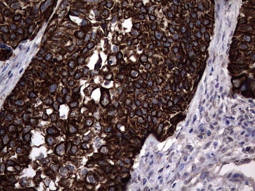 CCL19 / MIP3-Beta Antibody (aa22-98, clone OTI2A12, Carrier-free)