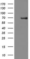 Monoclonal Mouse anti-Human PDE1B Antibody (clone OTI6B9, IF, WB)