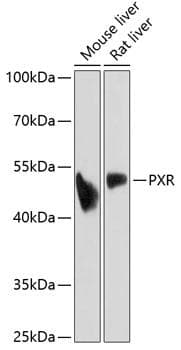 NR1I2 / PXR Antibody