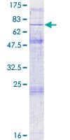 Human OR4S2 Protein (Recombinant GST)