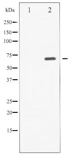 SYK Antibody (phospho-Tyr525)