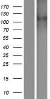 Human SLC24A2 / NCKX2 Protein (Over-Expression Lysate Myc-DDK (Flag))
