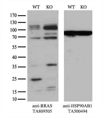 RRAS Antibody (clone OTI2B7)