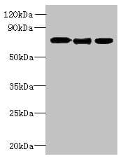 SLC23A1 / SVCT1 Antibody