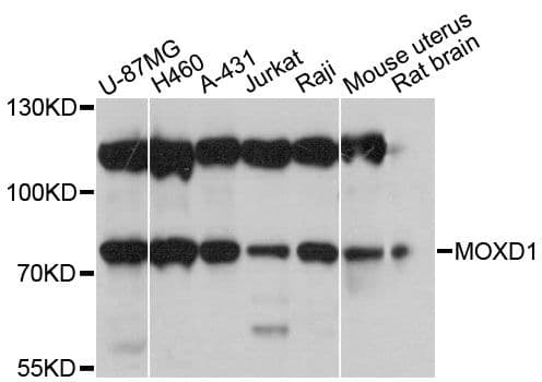 MOX / MOXD1 Antibody
