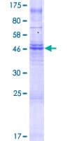 Human TMEM150A Protein (Recombinant GST)