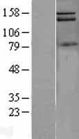 PIK3C2A Protein (Over-Expression Lysate Myc-DDK (Flag))