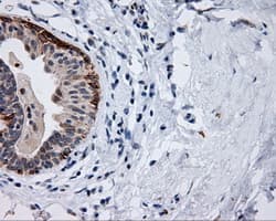 MCL1 / MCL 1 Antibody (clone OTI10F6)