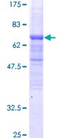 Human BAF53 / ACTL6A Protein (Recombinant GST)