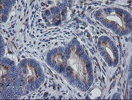 RAB30 Antibody (clone OTI3E7)