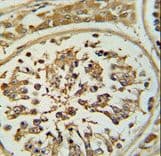 OPLAH Antibody (aa1-30)