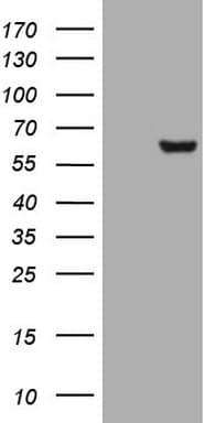 MMP3 Antibody (aa246-477, clone OTI4C12)