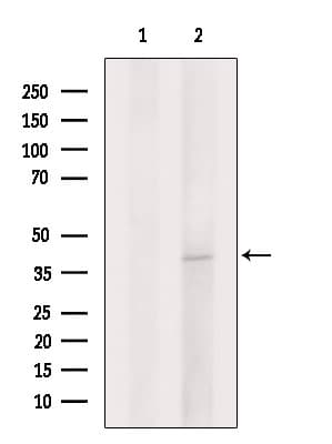 Polyclonal Rabbit anti-Human STX4 / Syntaxin 4 Antibody (WB)