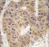 SUMO4 Antibody
