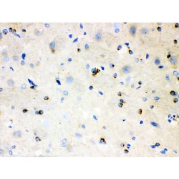 Polyclonal Rabbit anti-Human APLP1 / APLP-1 Antibody (aa82-112, IHC, WB)