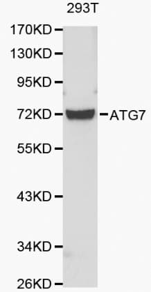Apg7 / ATG7 Antibody