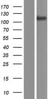 TMPRSS9 Protein (Over-Expression Lysate Myc-DDK (Flag))