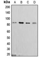 CTTN / Cortactin Antibody (C-Terminus)
