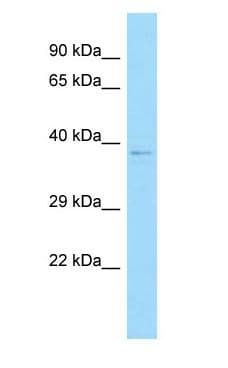 C12orf10 Antibody (aa57-106)