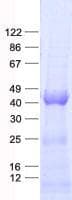 Human GNA15 Protein (Recombinant His, N-Terminal)