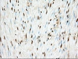 PDE4A / PDE4 Antibody (clone OTI7B11)