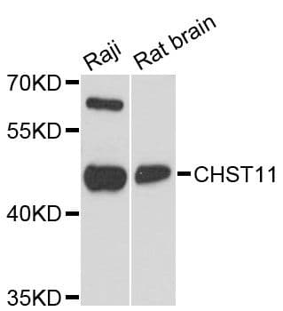 CHST11 Antibody